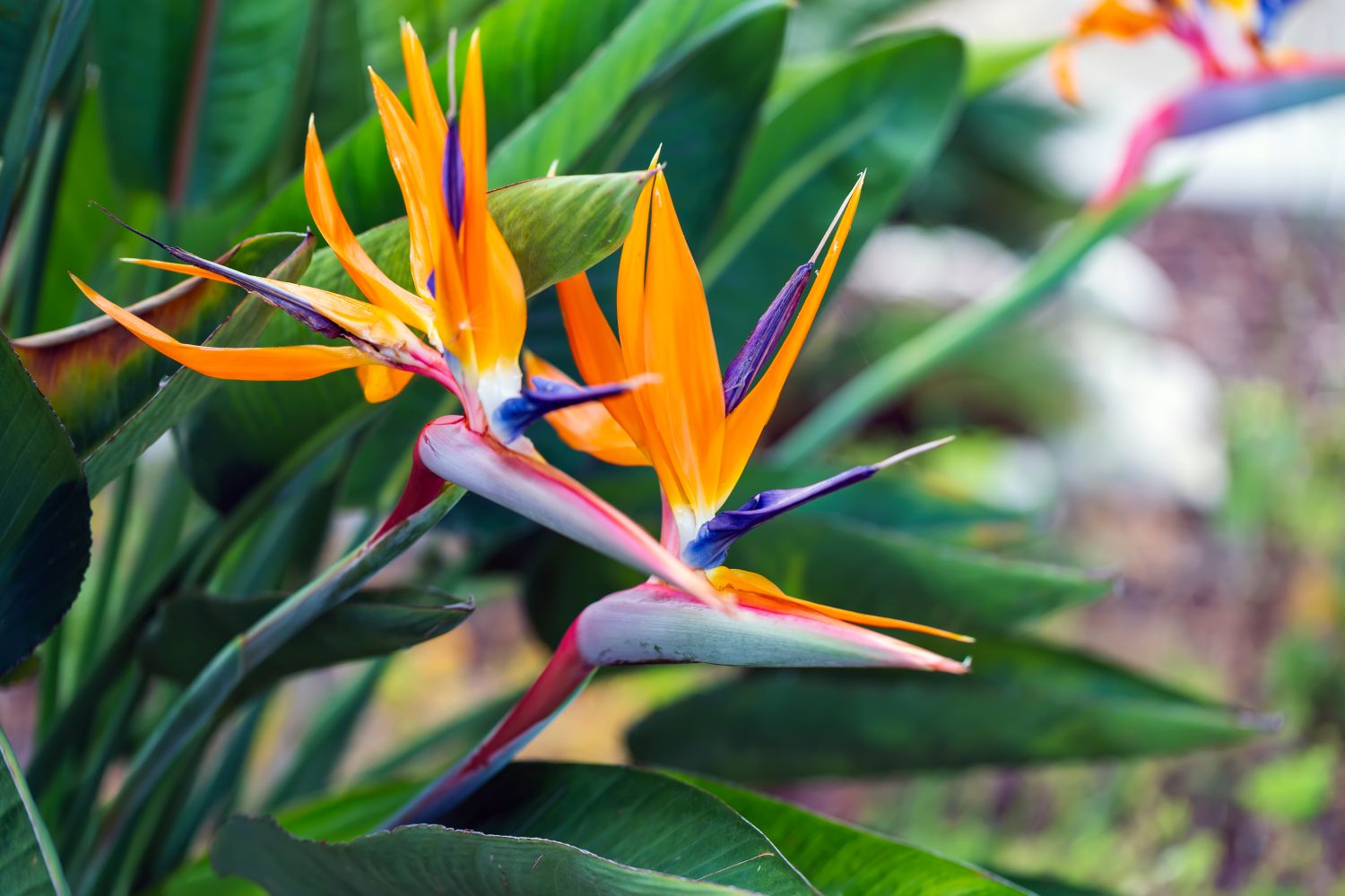 Bird of Paradise Seeds – Tropical Ornamental

