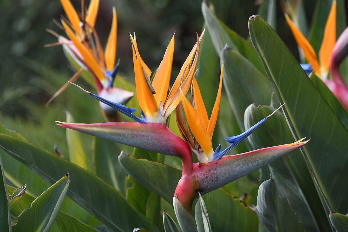Bird of Paradise Seeds – Tropical Ornamental
