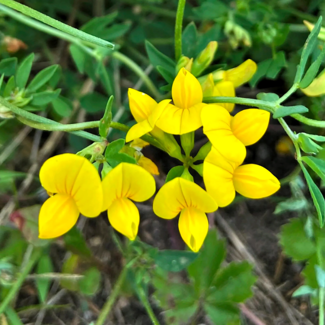 Bird's-Foot Trefoil Seeds – Perennial Groundcover
