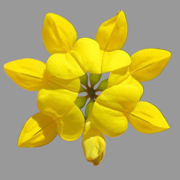 Bird's Foot Trefoil Seeds – Hardy Perennial Wildflowers
