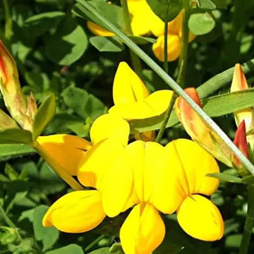 Bird's Foot Trefoil Seeds – Hardy Perennial Wildflowers
