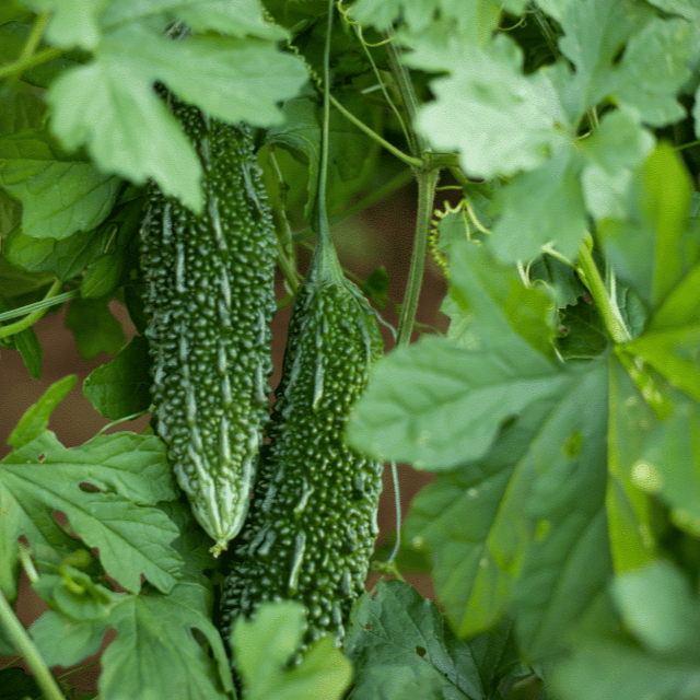 Bitter Melon Seeds - Long Gourd
