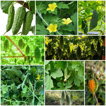 Bitter Melon Seeds - All In One For Home Gardens
