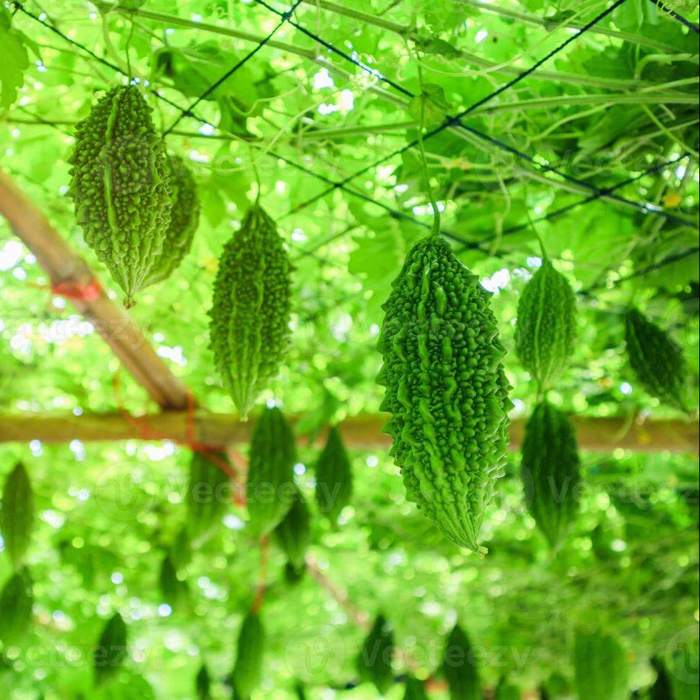 Bitter Melon Seeds - All In One For Home Gardens