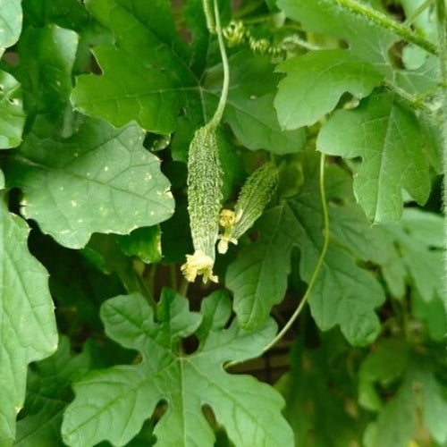 Bitter Melon Seeds - All In One For Home Gardens