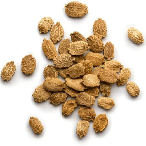 Bitter Melon Seeds - All In One For Home Gardens