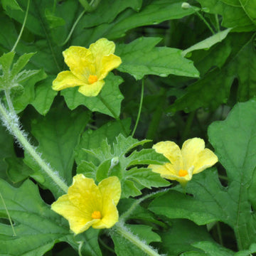 Bitter Melon Seeds - All In One For Home Gardens