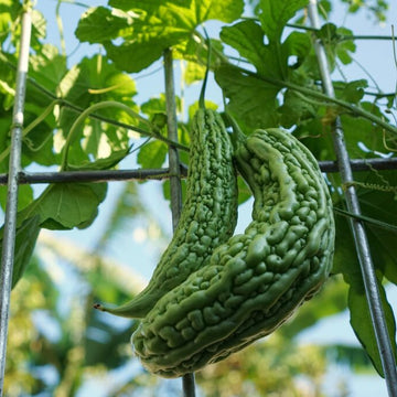 Bitter Melon Seeds - Long Gourd
