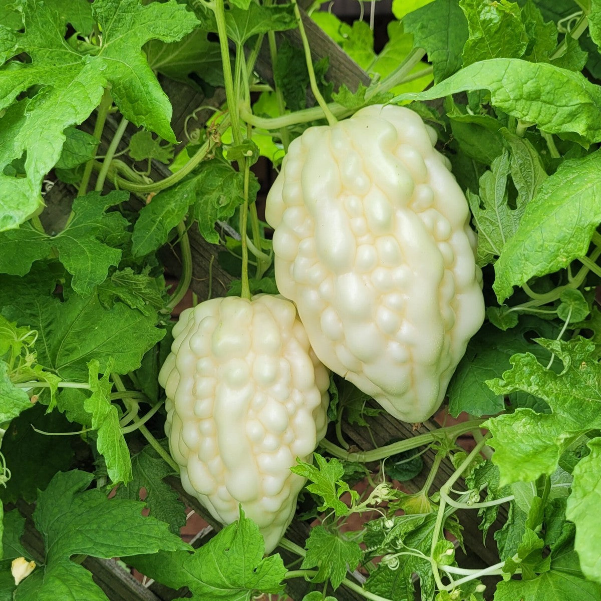 Bitter Melon Seeds – White Skin
