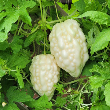 Bitter Melon Seeds – White Skin
