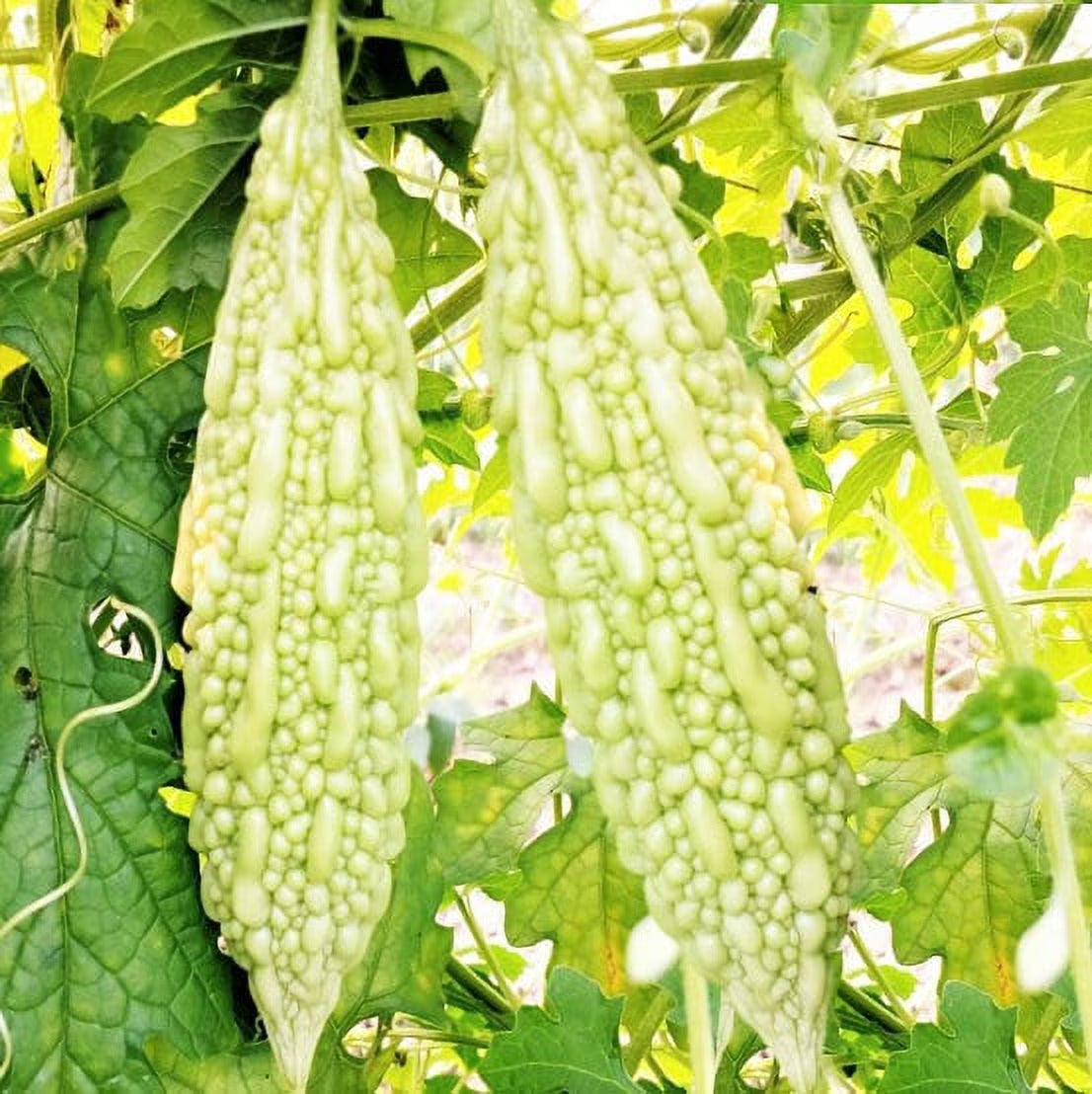 Bitter Melon Seeds – Smooth
