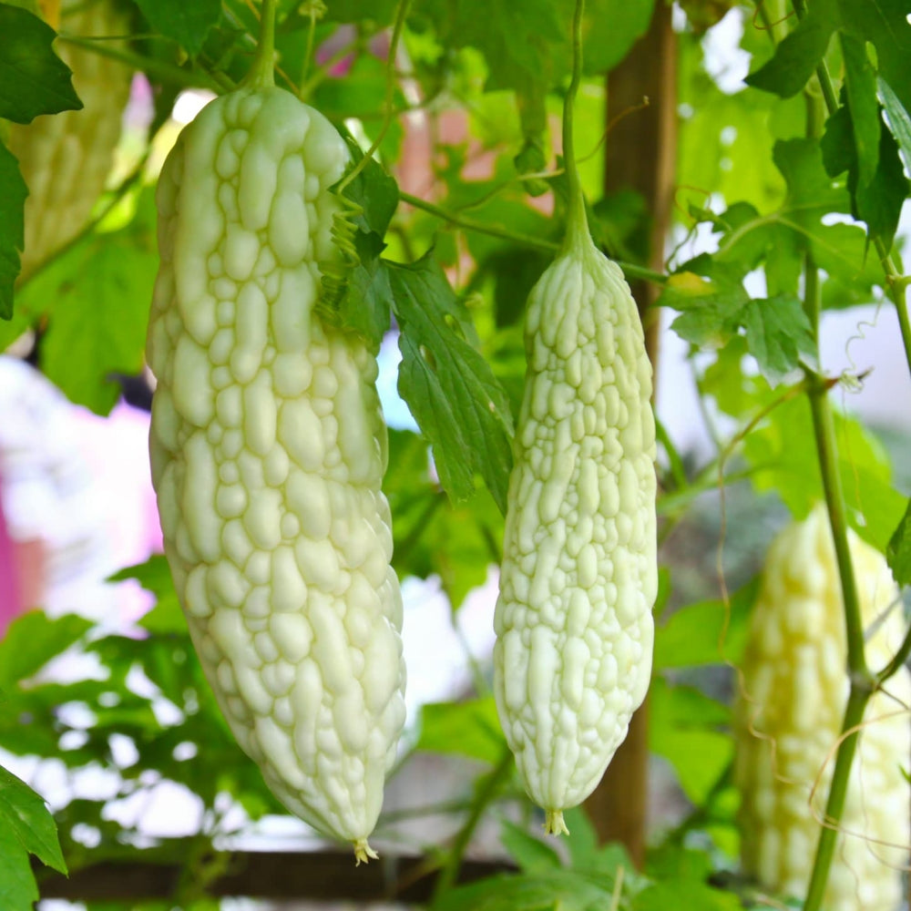 Bitter Melon Seeds – White
