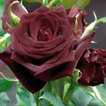 Rose Seeds – Marron