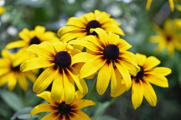 Black-Eyed Susan Seeds – Hardy Perennial, Bright Yellow Blooms
