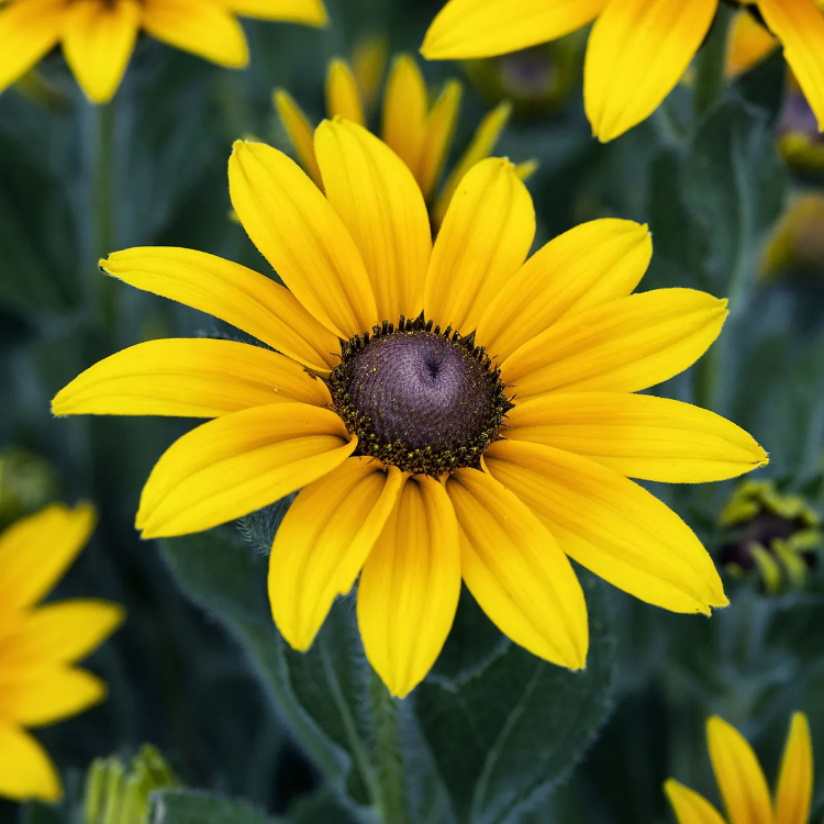 Black-Eyed Susan Seeds – Hardy Perennial, Bright Yellow Blooms
