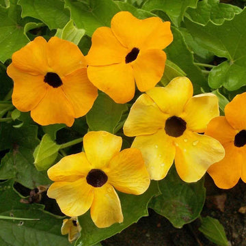 Black-Eyed Susan Vine Seeds - Flower Plant