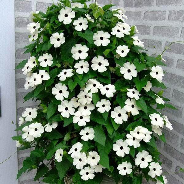 Black-Eyed Susan Vine Seeds for Planting