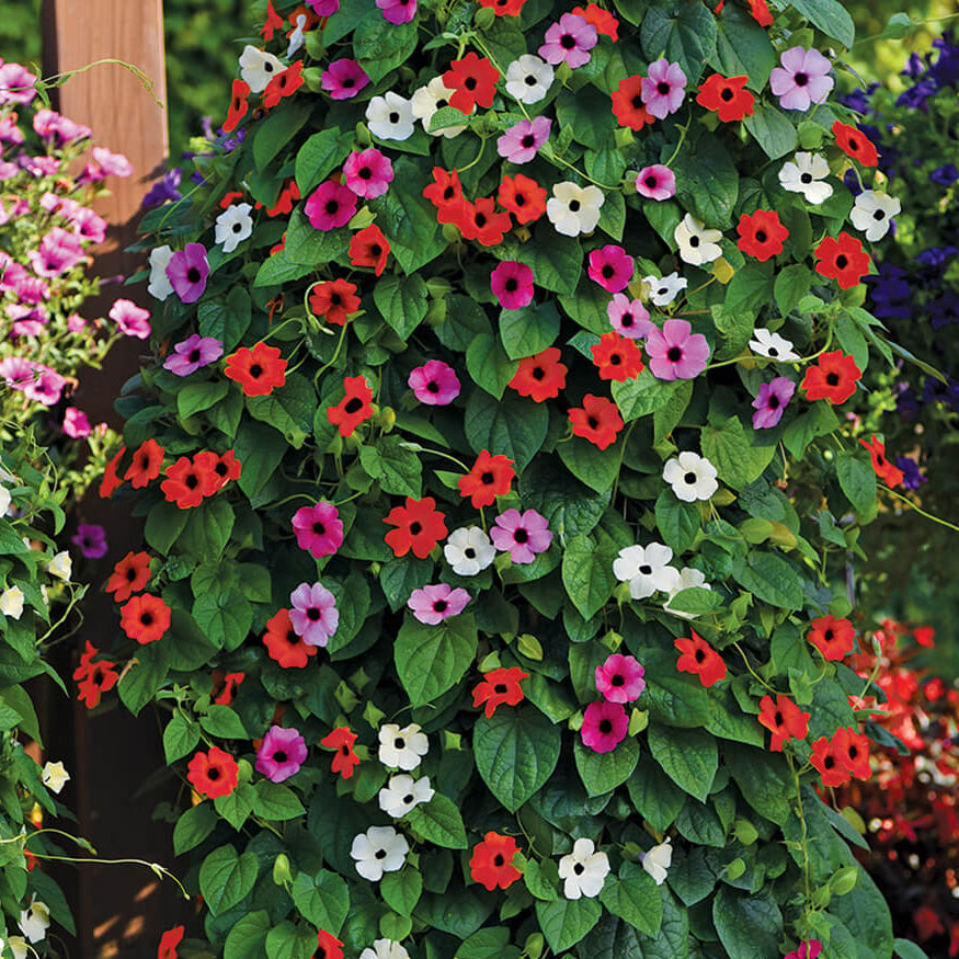 Black-Eyed Susan Vine Seeds for Planting