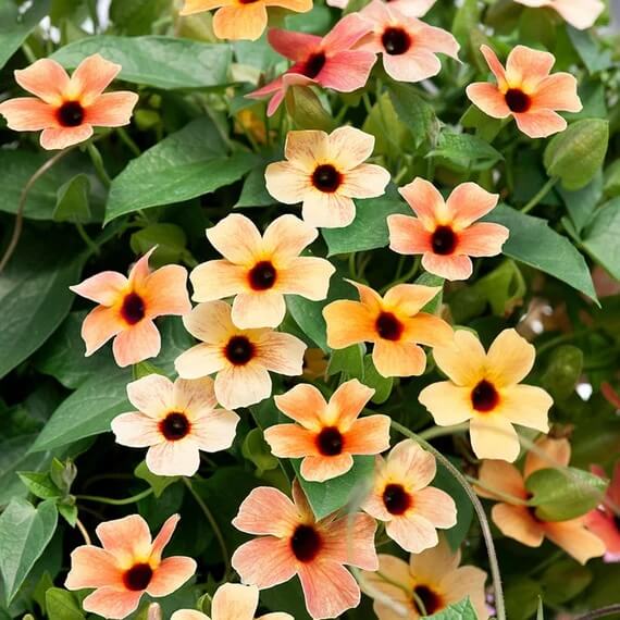 Black-Eyed Susan Vine Seeds for Planting