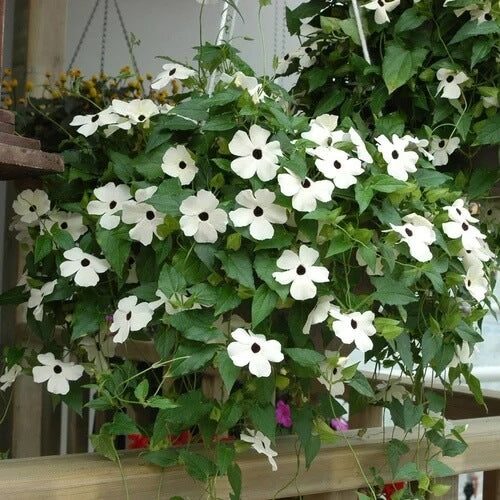 Black-Eyed Susan Vine Seeds for Planting