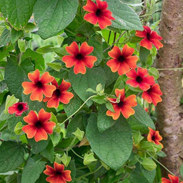Black-Eyed Susan Vine Seeds for Planting
