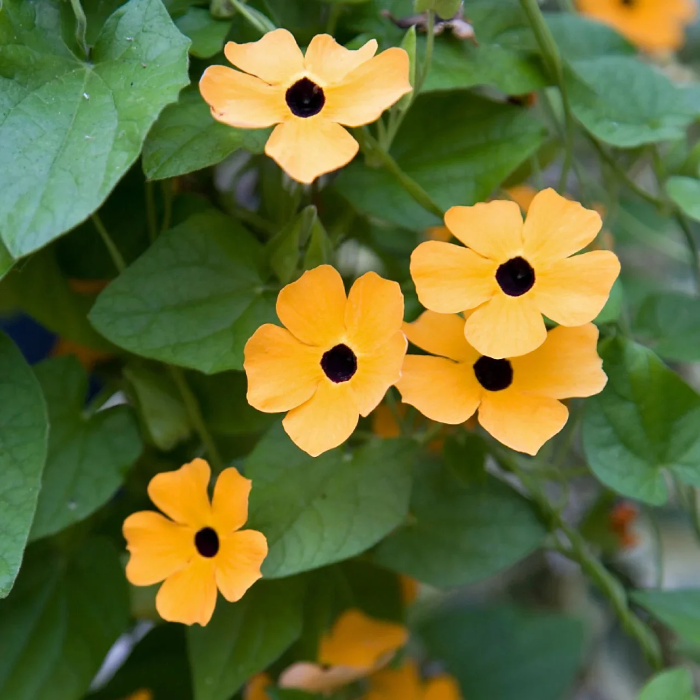 Black-Eyed Susan Vine Seeds – Thunbergia Alata
