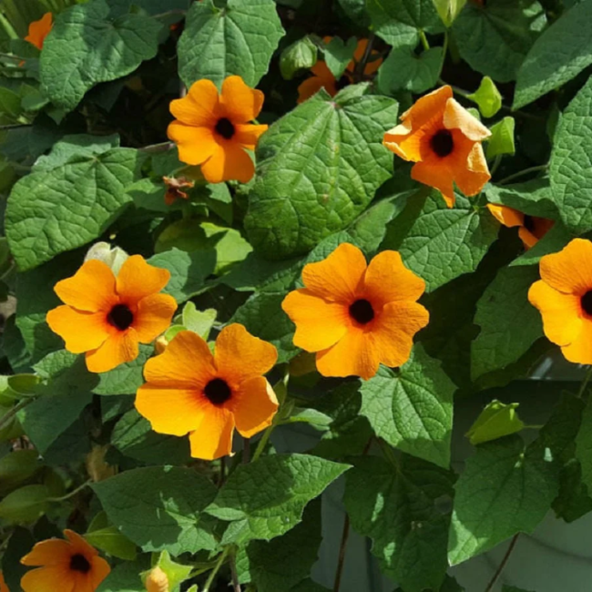 Black-Eyed Susan Vine Seeds – Thunbergia Alata
