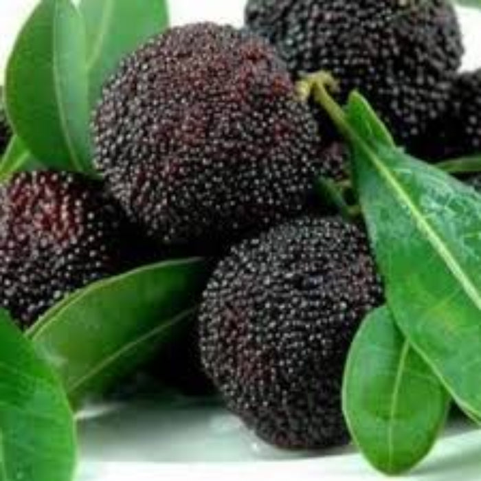 Black Arbutus Bayberry Seeds
