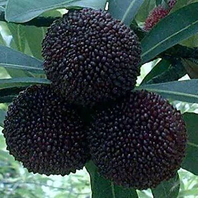 Black Arbutus Bayberry Seeds
