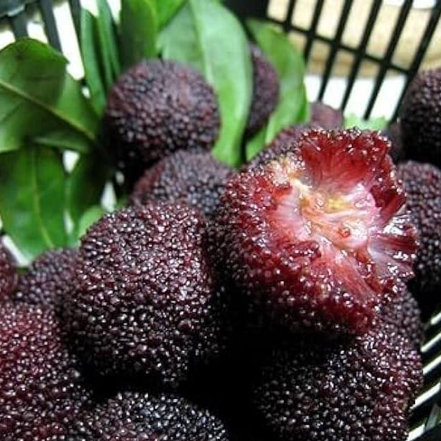 Black Arbutus Bayberry Seeds
