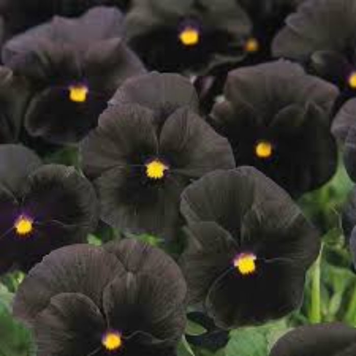 Black Azalea Seeds