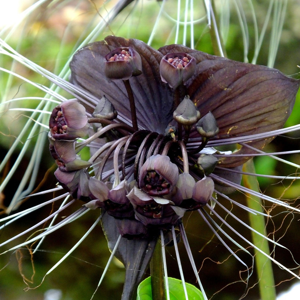 Black Bat Seeds – Rare Ornamental
