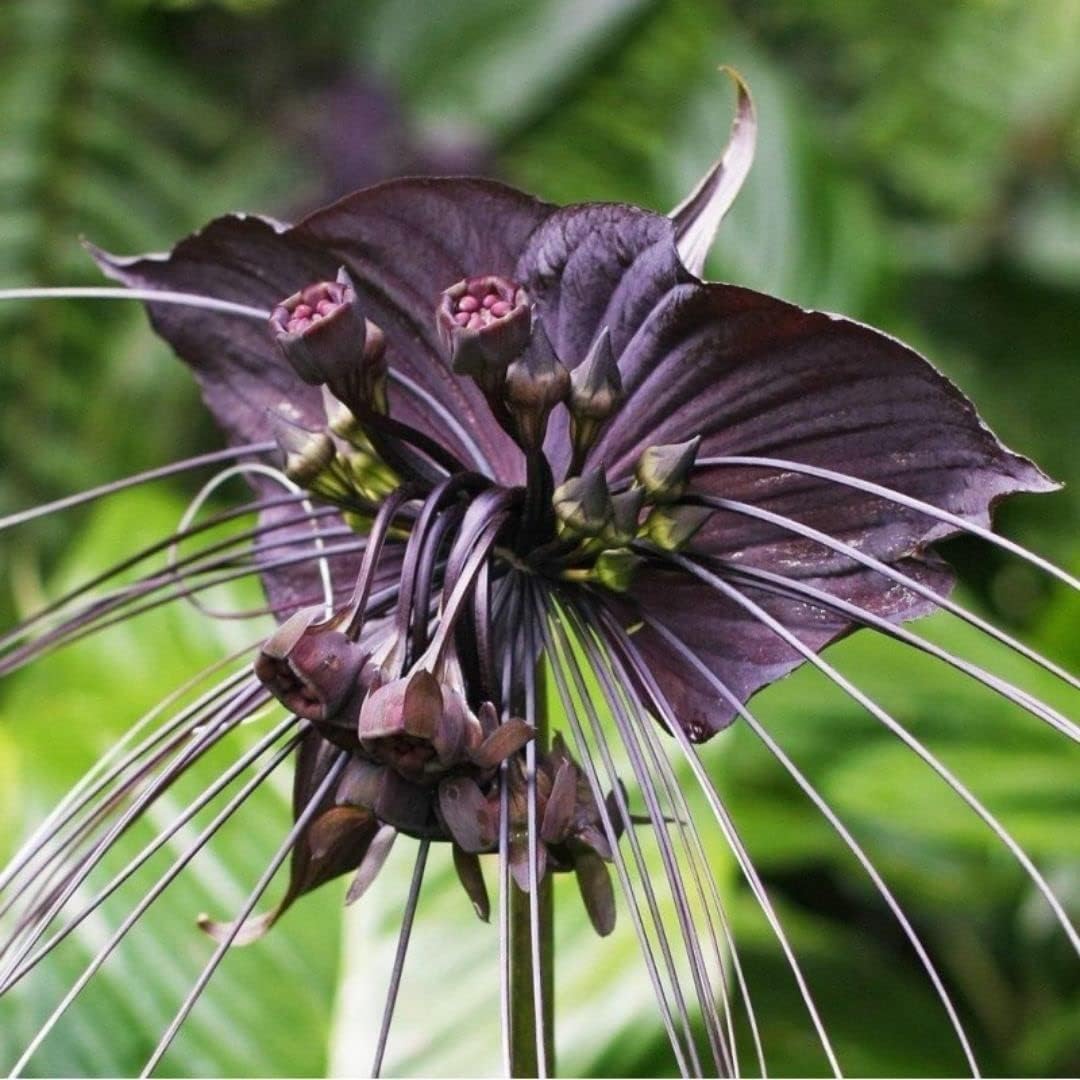 Black Bat Seeds – Rare Ornamental
