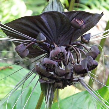 Black Bat Seeds – Rare Ornamental
