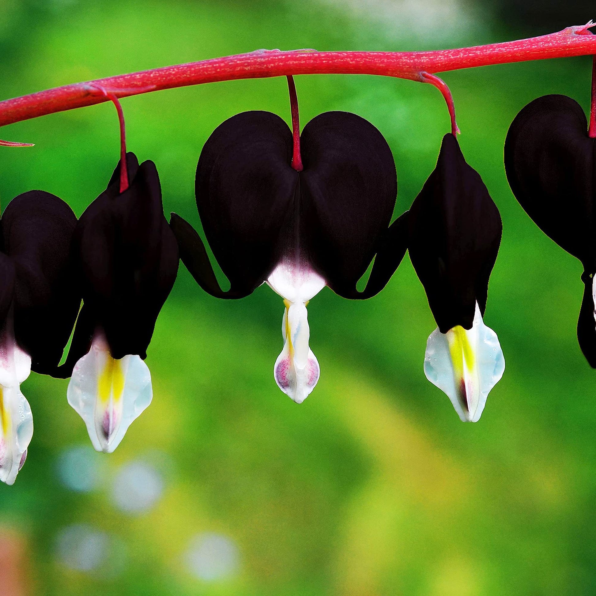 Black Bleeding Heart Seeds – Perennial
