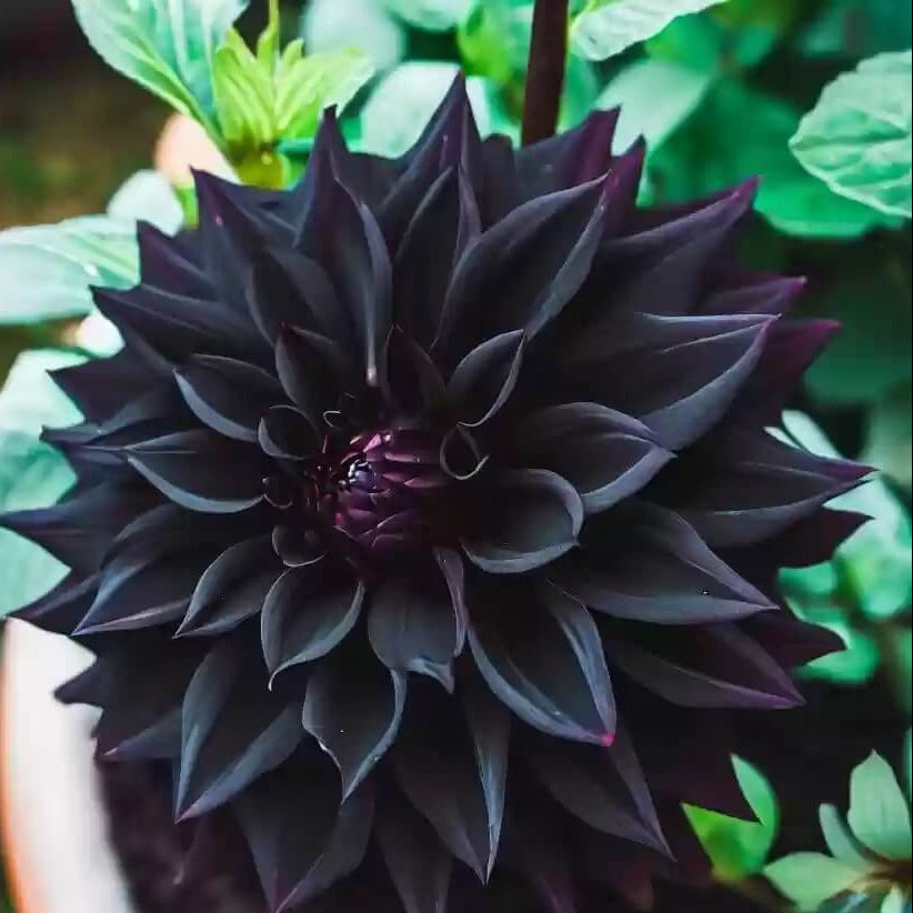Black Carnation Seeds