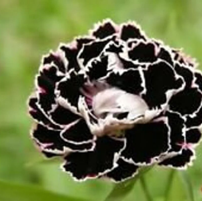 Black Carnation Seeds