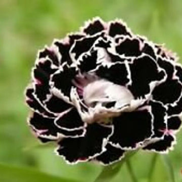 Black Carnation Seeds