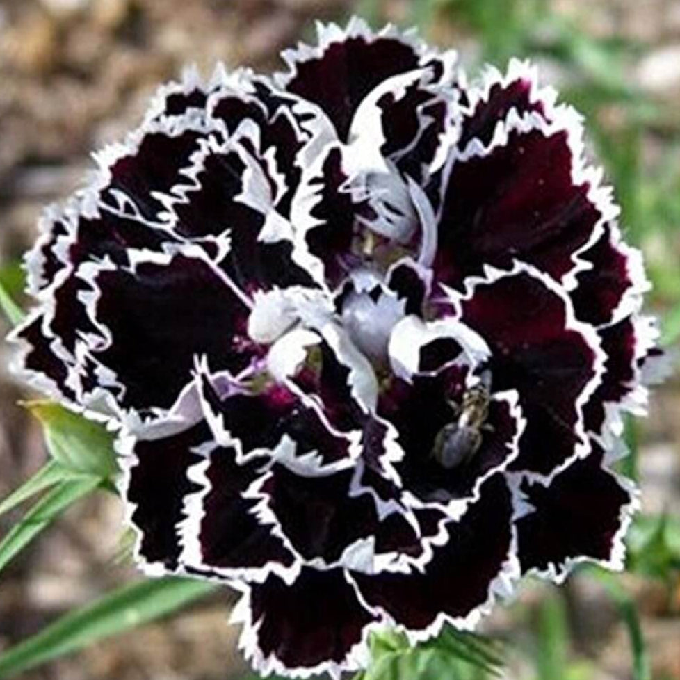 Black Carnation Seeds