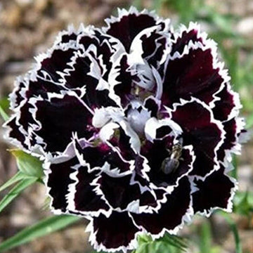 Black Carnation Seeds