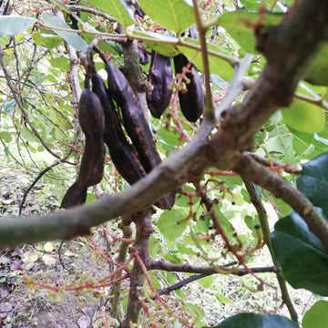 Black Carob Seeds - Fruit Plant