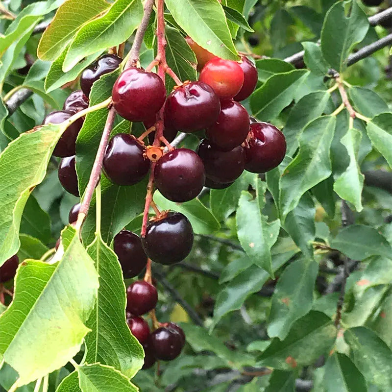 Black Cherry Seeds – Prunus Serotina
