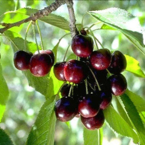 Black Cherry Seeds – Prunus Serotina
