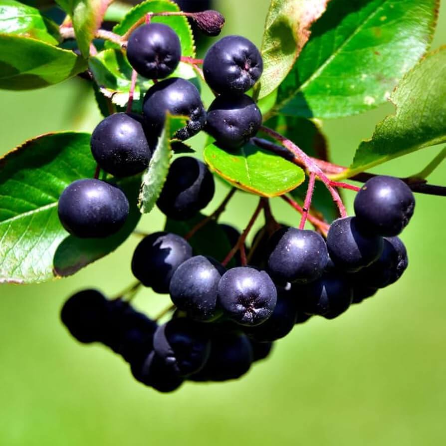 Black Chokeberry Seeds - Fruit Plant