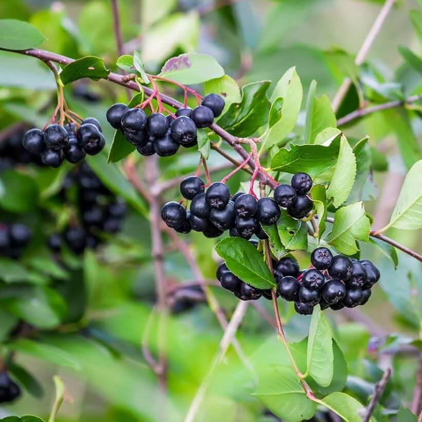 Black Chokeberry Seeds - Fruit Plant