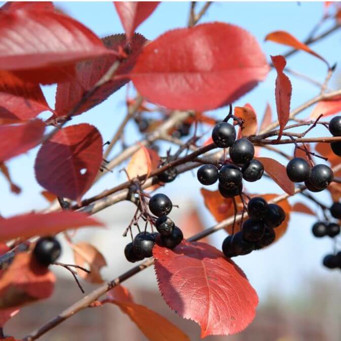 Black Chokeberry Seeds - Fruit Plant