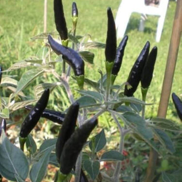 Black Cobra Chili Hot Pepper Seeds - Vegetable Plant
