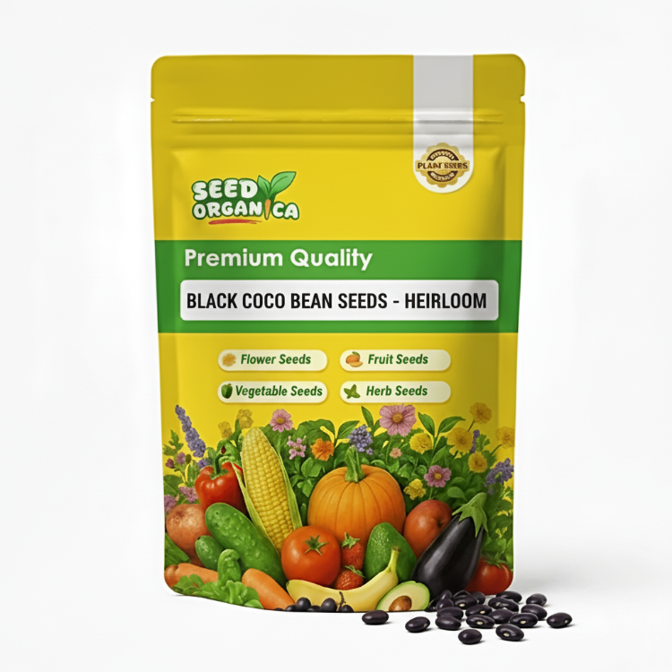 Black Coco Bean Seeds - Heirloom