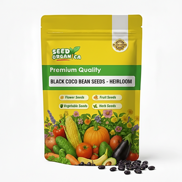 Black Coco Bean Seeds - Heirloom