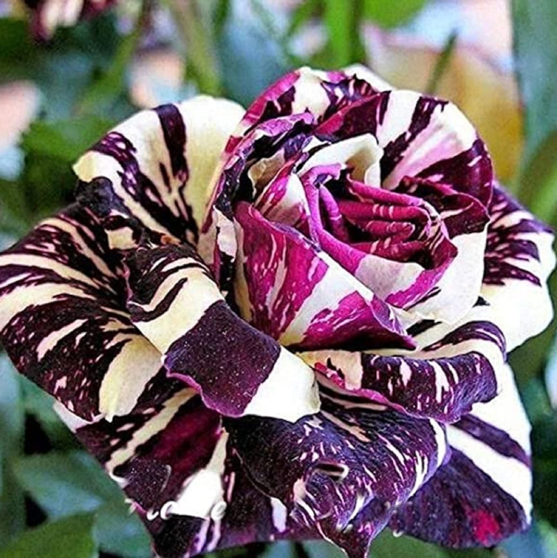 Black Dragon Rose Seeds – Rare Black-Blooming
